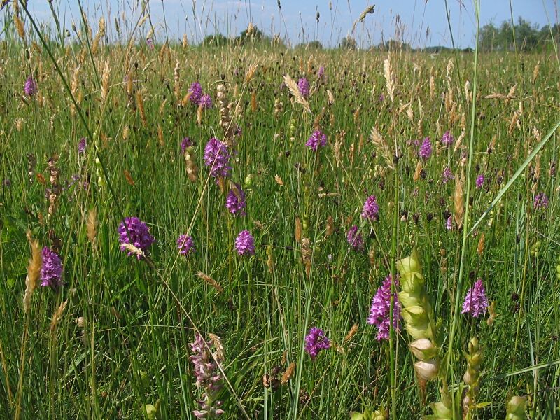 Orchis palustris